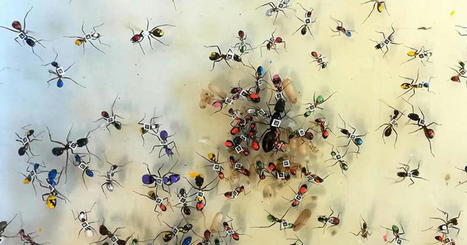 L’âge ne fait pas la fourmi | Biodiversité | Scoop.it