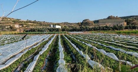 MALTA : Contributing to the local FOOD SYSTEMS | CIHEAM Press Review | Scoop.it