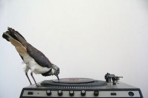 Télécharger de la musique | Télécharger et écouter le Web | Scoop.it