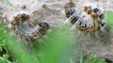 Chenilles processionnaires : avec le redoux, elles sont sorties avec trois mois d'avance | Biodiversit&eacute; : les chiffres-cl&eacute;s | Scoop.it