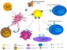 Role of CD154 in cancer pathogenesis and immunotherapy - Cancer Treatment Reviews | Immunology and Biotherapies | Scoop.it