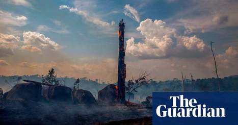 Amazon rainforest 'close to irreversible tipping point' | Environment | The Guardian | RAINFOREST EXPLORER | Scoop.it