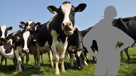 Productivité laitière = rentabilité : «Un grand mensonge en bande organisée» | Lait de Normandie... et d'ailleurs | Scoop.it
