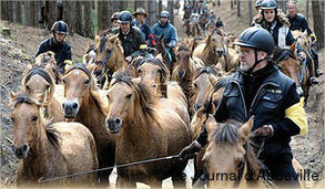 Saint-Quentin-en-Tourmont La Trans'henson a f&ecirc;t&eacute; sa 25e &eacute;dition | Cheval et Nature | Scoop.it