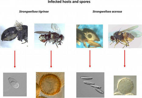 Deux nouvelles espèces de champignons qui transforment des mouches en zombis | EntomoNews | Scoop.it