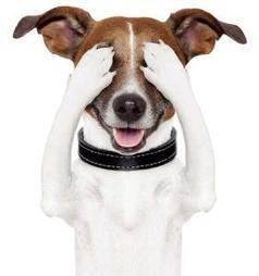 Compassion Fatigue by Animal Shelter Workers. . | Empathy and Animals | Scoop.it