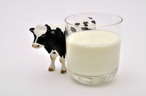 Devez-vous cesser d’urgence de consommer du lait ? | Koter Info - La Gazette de LLN-WSL-UCL | Scoop.it