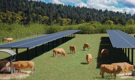 L'agrivolta&iuml;sme rend les prairies plus r&eacute;silientes | Transition &eacute;nerg&eacute;tique territoriale | Scoop.it