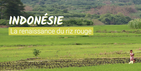 #Longformat: L' #Indonésie, la renaissance du riz rouge #Rfi | GREENEYES | Scoop.it