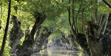 Dans le Marais poitevin, la Venise verte recompose son couvert v&eacute;g&eacute;tal, menac&eacute; de disparition | Parcs nationaux, r&eacute;gionaux et autres espaces naturels prot&eacute;g&eacute;s | Scoop.it