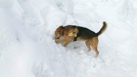 Vidéo : chiens de montagne à Val Louron | Vallées d'Aure & Louron - Pyrénées | Scoop.it