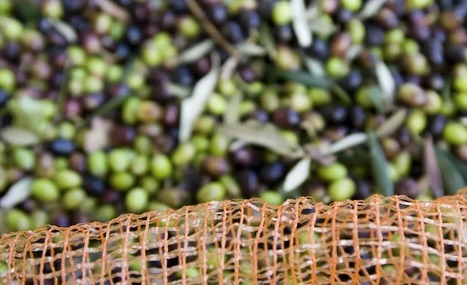 SPAIN : Study Suggests More Effective Way to Transform Cold-Stored Olives | CIHEAM Press Review | Scoop.it