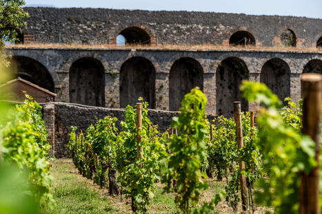 ITALY: &lsquo;We are here for the long run&rsquo;: Pompeii plants vines once more | CIHEAM Press Review | Scoop.it