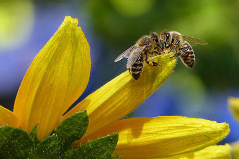 "Des robots pour remplacer les abeilles ? Comment dire... Il y a plus simple : réduire les pesticides néonicotinoïdes !" | EntomoNews | Scoop.it