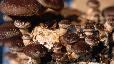 Stop Treating Your Employees Like Mushrooms | Entrepreneur | Internal Communications Tools | Scoop.it