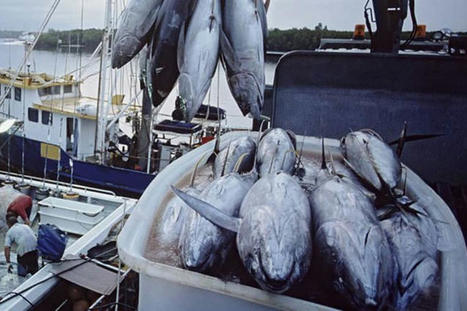 MAROC : La surexploitation menace les ressources halieutiques marocaines | CIHEAM Press Review | Scoop.it