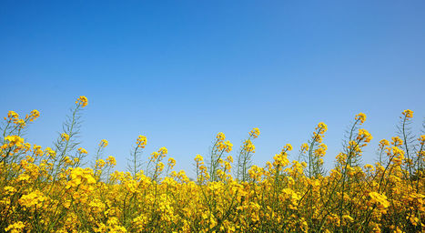 Canadian canola demand forecast to surge due to rising renewable diesel production | CORPS GRAS | Scoop.it