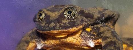 Des scientifiques organisent une collecte de fonds pour sauver Roméo, grenouille en voie de disparition | Agir pour la biodiversité ! | Scoop.it