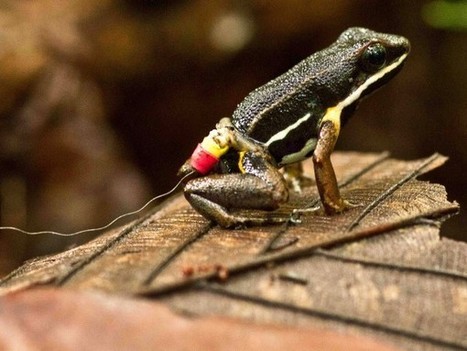 Poison frogs have an internal homing device | Rainforest CLASSROOM | Scoop.it