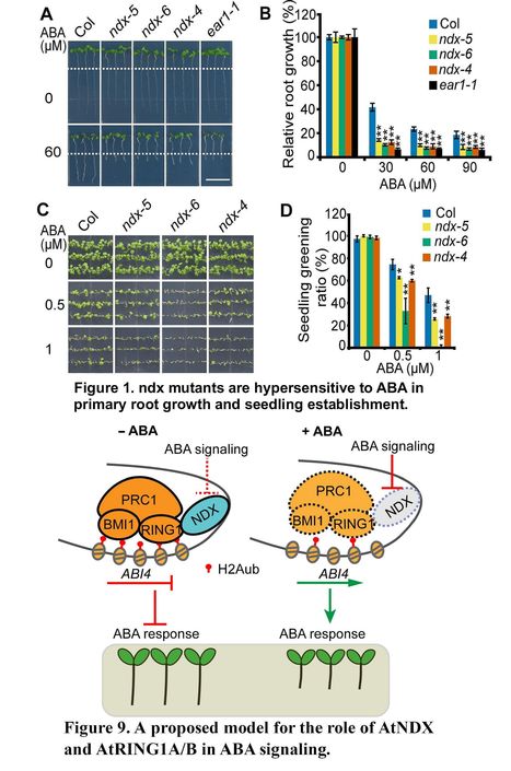 The Arabidopsis Nodulin Homeobox Factor AtNDX Interacts with AtRING1A/B and Negatively Regulates Abscisic Acid Signaling&nbsp; | SEED-DREAM Lab info | Scoop.it