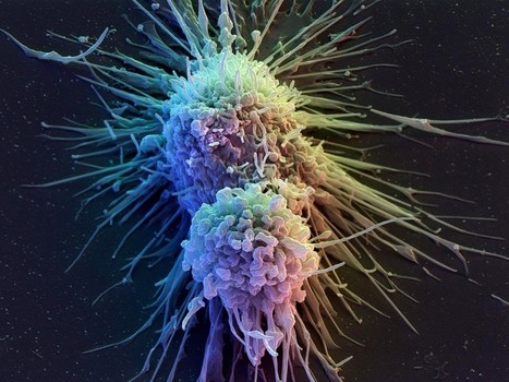 Creating CAR-T cells with enhanced immune memory to fight cancer | Genetic Engineering in the Press by GEG | Scoop.it