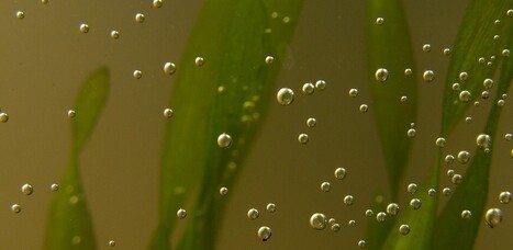 La spiruline, l'algue miracle - L'Alimentation Santé | La Sagesse de la Nature | Scoop.it