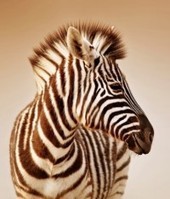 The Trick in Transforming Your Workforce Zebras Into Workhorses | Talent Acquisition & Development | Scoop.it