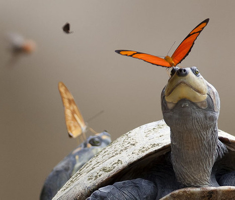 This Photo Shows Butterflies Drinking Turtle Tears | Mobile Photography | Scoop.it