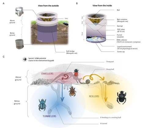 Une nouvelle conception de pièges non destructifs, basés sur le métabarcodage de l'ADN environnemental, pour la surveillance des bousiers | EntomoNews | Scoop.it