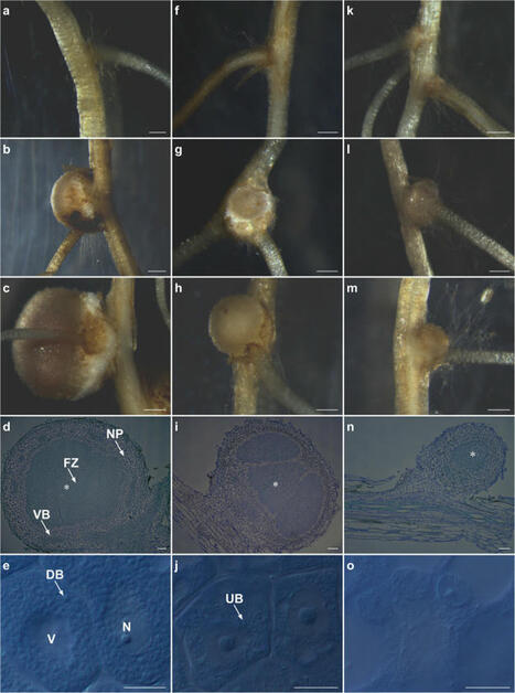 Transcriptomic analysis reveals genetic factors underlying impaired symbiotic nitrogen fixation in lines derived from crosses between cultivated peanut (Arachis hypogaea L.) and its wild ancestors ... | Plant-Microbe Symbiosis | Scoop.it