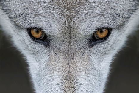 Enquête : faut-il tuer les loups ? | Loup | Scoop.it