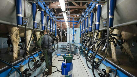 La collecte de lait bio recule, les producteurs font le dos rond | Economie de l'Elevage | Scoop.it