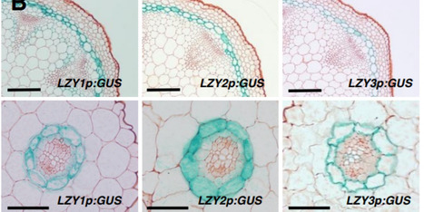 The Arabidopsis LAZY1 Family Plays a Key Role in Gravity Signaling within Statocytes and in Branch Angle Control of Roots and Shoots | The Plant Cell | Scoop.it