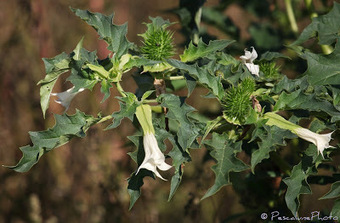 Flore de Camargue: Datura stramonium, Datura officinal | Camargue Nature | Scoop.it