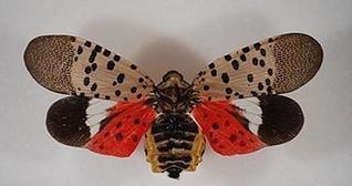 USDA Awards $17.5M to Fight Invasive Lanternfly in Southeast PA | Newtown News of Interest | Scoop.it