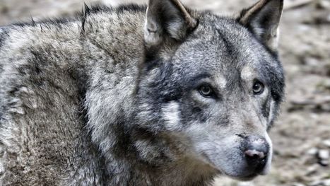 DECRYPTAGE : Le loup est-il vraiment de retour dans le Bas-Rhin ? | Loup | Scoop.it