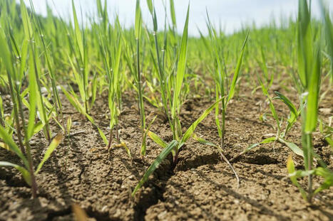 Changement climatique : comment les agriculteurs le perçoivent et s’y adaptent avec l’agroécologie ? | Questions de développement ... | Scoop.it