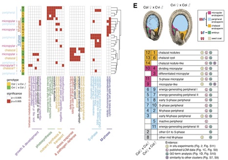 Single nucleus analysis of Arabidopsis seeds reveals new cell types and imprinting dynamics | bioRxiv | SEED-DREAM Lab info | Scoop.it