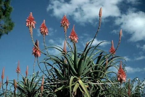 Detox: 10 bonnes raisons de boire de l’aloe vera | Santé par les plantes | Scoop.it