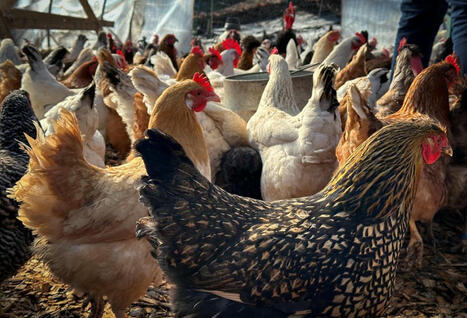 'Windfall profits': How corporations are exploiting bird flu to raise prices - AlterNet.org | Backstabber Watch | Scoop.it