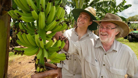 Genetically modified banana resistant to Panama disease given approval for Australian consumption - ABC News | Genetic Engineering in the Press by GEG | Scoop.it