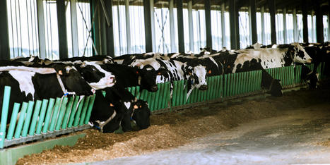 Souffrance animale : vers une révolution dans l’abattage des bovins en France ? | La Gazette des abattoirs | Scoop.it
