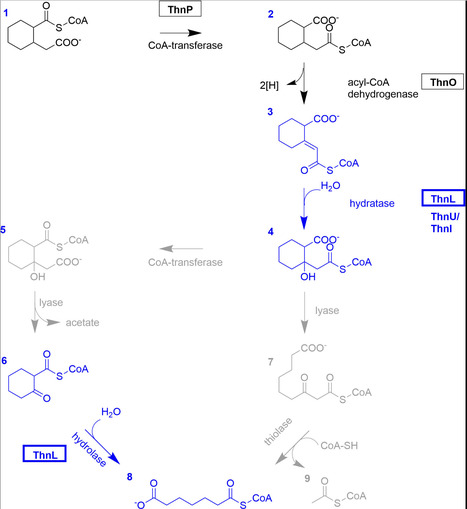 Identification and characterization of the hydratase ThnL preparing for the second-ring cleavage in anaerobic naphthalene degradation | aem | RMH | Scoop.it