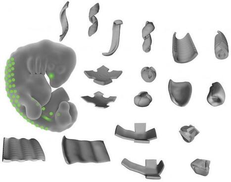 Kurzweil : "Researchers hack cell biology to create complex shapes, living tissue | Ce monde à inventer ! | Scoop.it