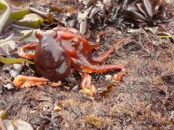 Octopus Crawls Out of Water and Begins Walking on Land [Video] | Science News | Scoop.it