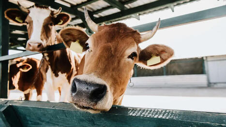 Grandir à la ferme, c’est bon pour le microbiote et ça pourrait aussi protéger des allergies | Attitude BIO | Scoop.it