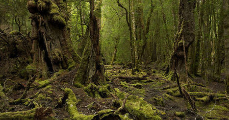 Patrimoine mondial : l'Unesco refuse de déclasser des forêts australiennes | Découvrir, se former et faire | Scoop.it