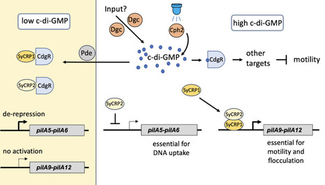 Regulation of cyanobacterial type IV pilus-dependent functions by interaction between a c-di-GMP receptor and two transcription factors | brvm | RMH | Scoop.it