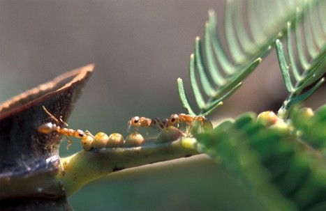 Symbiose acacia-fourmis : un nouveau niveau dévoilé | EntomoNews | Scoop.it
