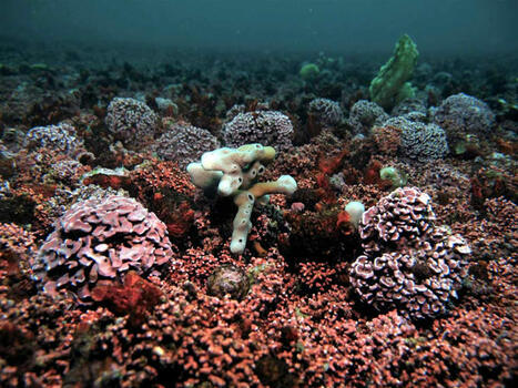 Le « corail breton » sous surveillance en rade de Brest | Biodiversité | Scoop.it